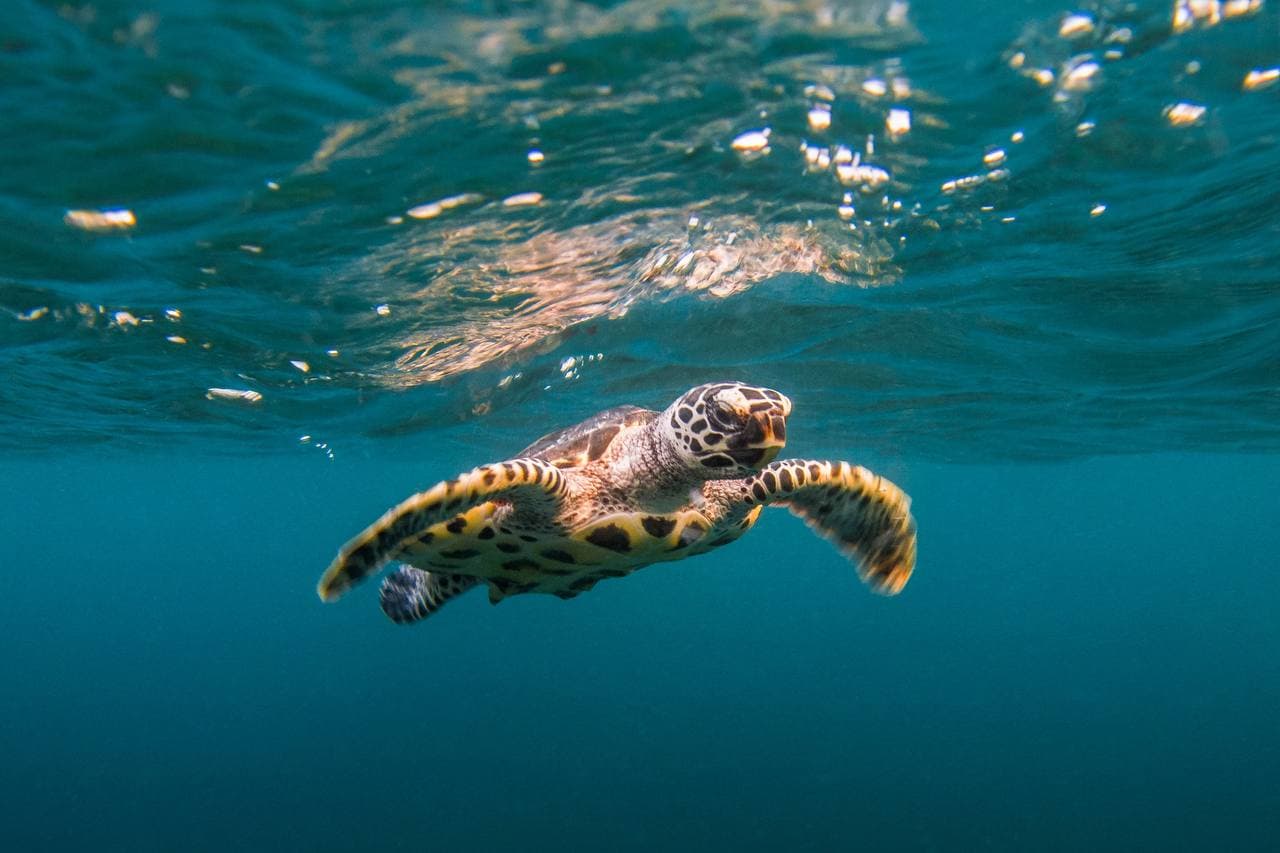 Snorkel at Bight Reef